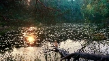 Miniatură video Mother's Love Conquers All