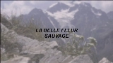 Miniatură video La Belle Fleur Sauvage