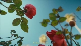 Miniatură video Mi Morena